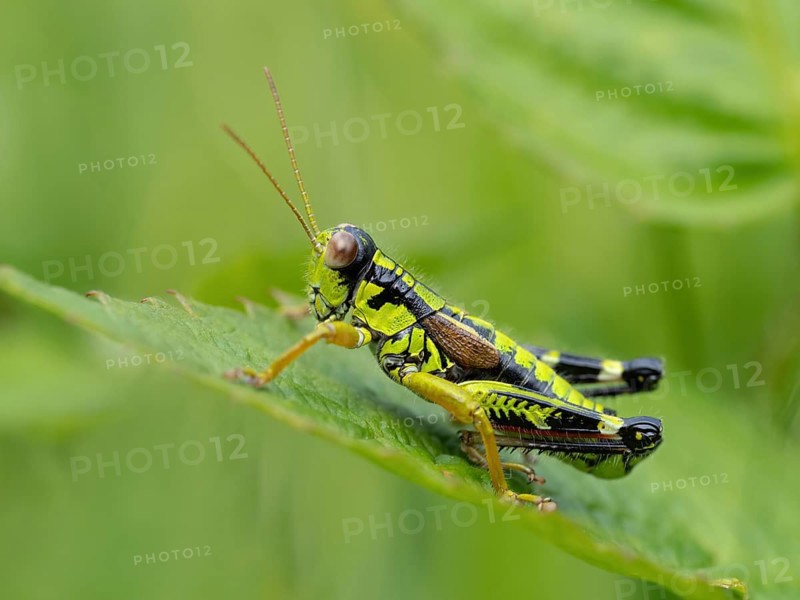 Green mountain grasshopper (Miramella alpina), Grasshopper, Green Mountain Grasshopper, grasshopper, insect, insects, close-up, Black Forest, Feldberg region, Baden-Württemberg, Federal Republic of Germany