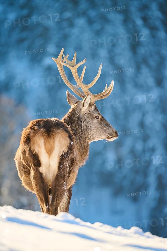 Red deer (Cervus elaphus) stag on a snowy meadow in the mountains in tirol, Kitzbühel, Wildpark Aurach, Austria