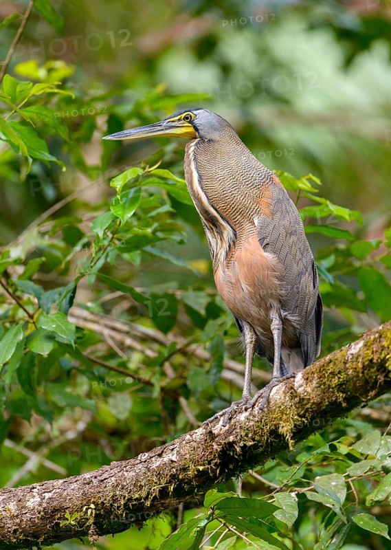 Bare-throated Tiger Heron (Tigrisoma mexicanum) - at Laguna Lagarto Lodge near Boca Tapada, Costa Rica