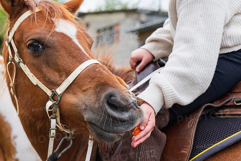 A young girl in a white sweater feeds a friendly brown horse on a sunny day at the farm, showcasing a warm bond between human and animal in a serene rural setting