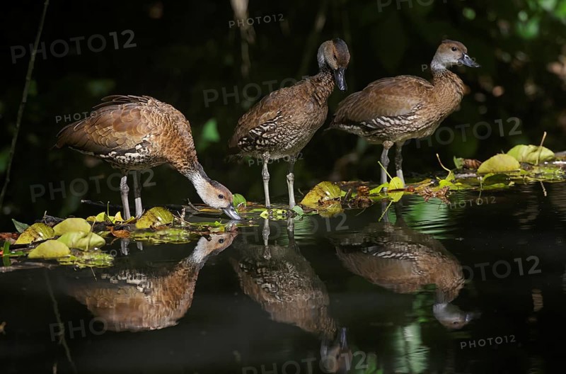 West Indian Whistling Duck (Dendrocygna arborea) group, Dominican Republic