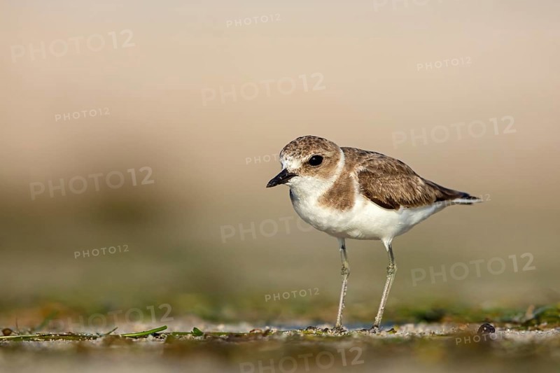 Animals, birds, plover, Kentish plover, (Charadrius alexandrinus), biotope, habitat, foraging, Barr Al Hikman, Shannah, Ash Sharqiyah South, Oman