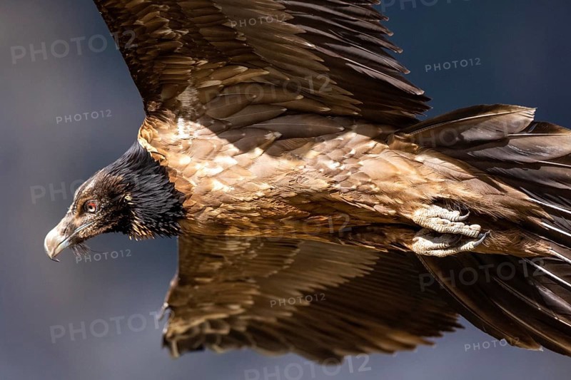 Bearded Vulture (Gypaetus barbatus) juvenile flying, Aragon, Spain