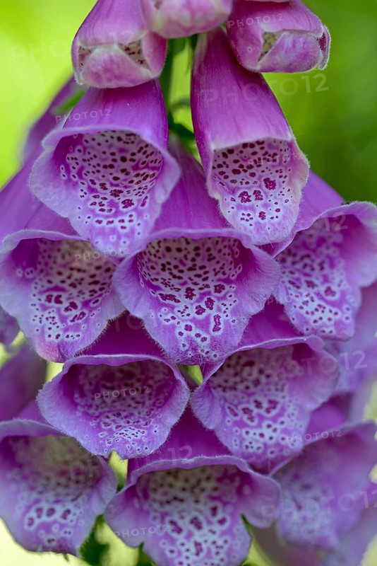 Common foxglove (Digitalis purpurea), flowers, detail, Oberhausen, North Rhine-Westphalia, Germany
