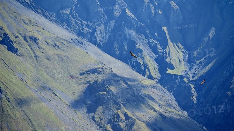 Majestic mountains with two griffon vultures (Gyps fulvus) in flight, blue and shady, Caucasus, Georgia
