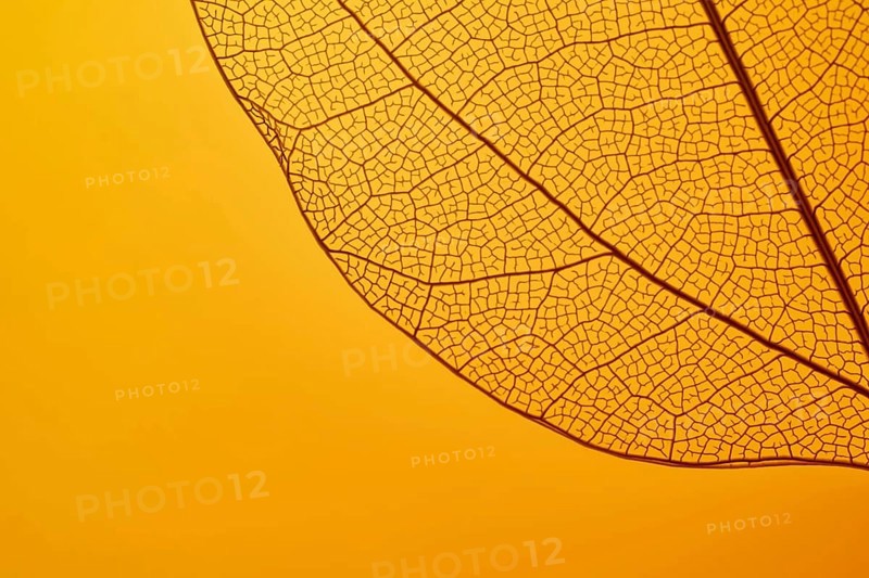 A detailed close-up of a leaf skeleton on a vibrant orange background, highlighting the intricate network of veins and textures. Nature's delicate artistry is beautifully displayed