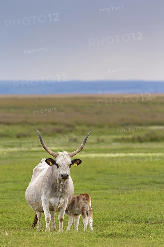 Hungarian Grey Cattle, Hungarian Grey Cattle, (Bos primigenius taurus), cow with calf, animal kids, Lake Neusiedl, Illmitz, Burgenland, Austria