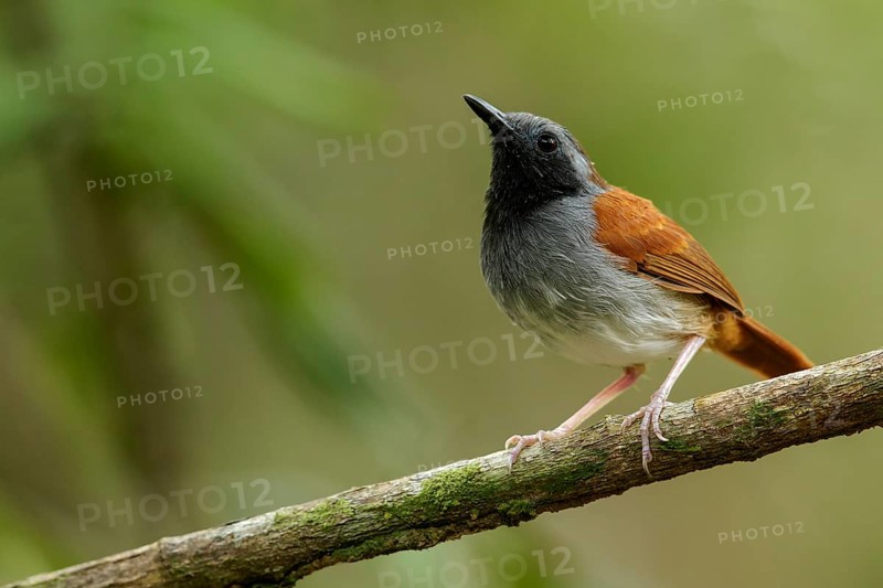 White-bellied Antbird (Myrmeciza longipes) perched on a branch in the grasslands of Guyana
