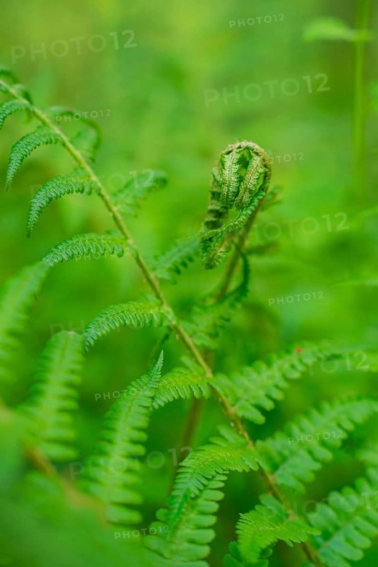 Detailed view of a green fern with a curled leaf in the foreground, forest pasture project, compensatory measure for the Hermann Hesse railway, Gechingen, Calw district, Germany