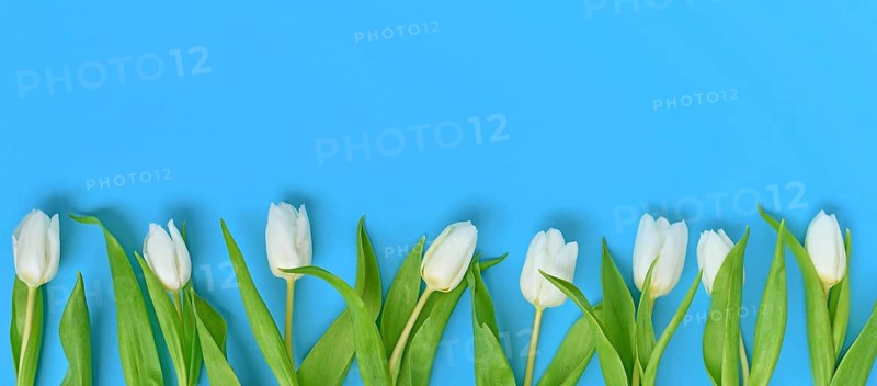 Banner with white tulip spring flowers in a row on blue background with copy space