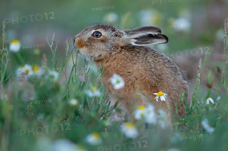 European brown hare (Lepus europaeus) juvenile baby leveret animal feeding amongst wildflowers in summer, Suffolk, England, United Kingdom