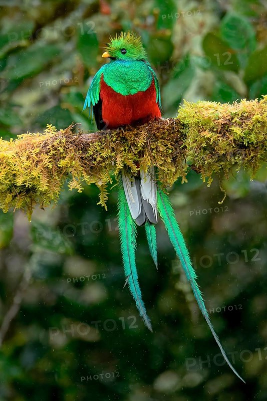 Male Resplendent quetzal (Pharomachrus mocinno) on branch, Costa Rica