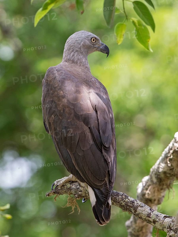 Grey-headed Fish Eagle (Haliaeetus ichthyaetus), Sri Lanka