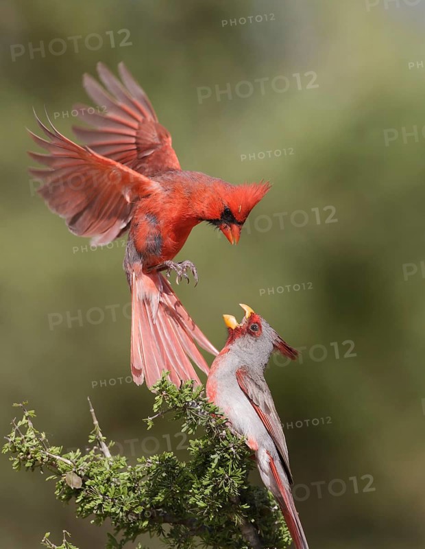 Northern Cardinal & Pyrrhuloxia (Cardinalis cardinalis & Cardinalis sinuatus) wrangling male, Texas, USA