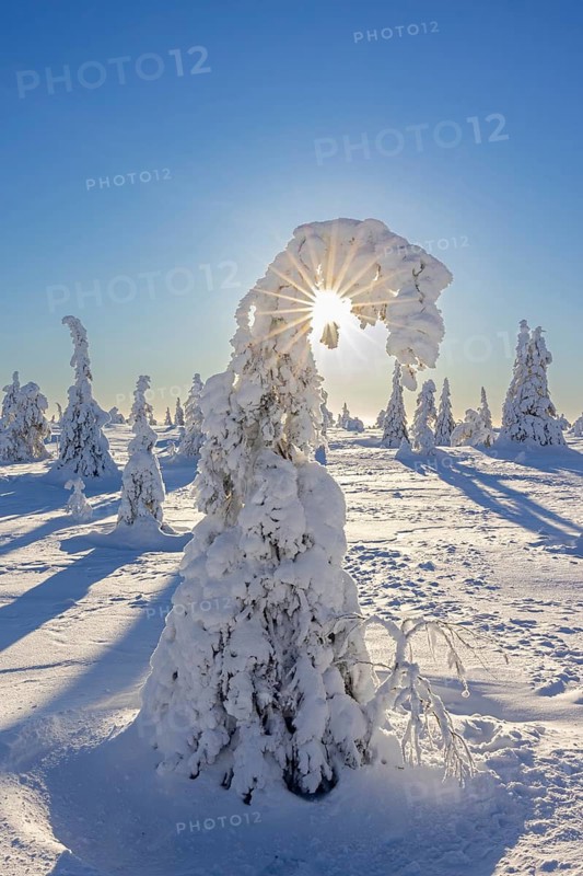 Tykky forest, snow covered spruce trees on the taiga in winter, Riisitunturi National Park in Finnish Lapland near Posio, Koillismaa, Finland