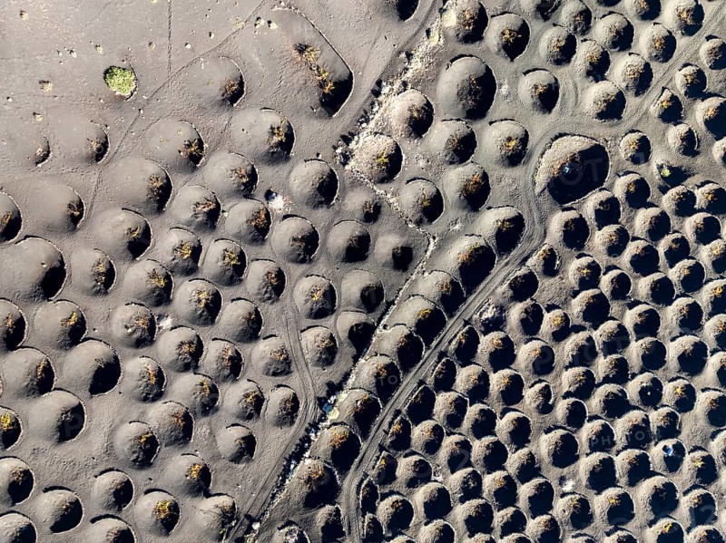 View from above of vines, typical drywall viticulture in volcanic landscape, volcanic ash, lapilli, aerial view, vines, La Geria wine-growing region, Lanzarote, Canary Islands, Spain