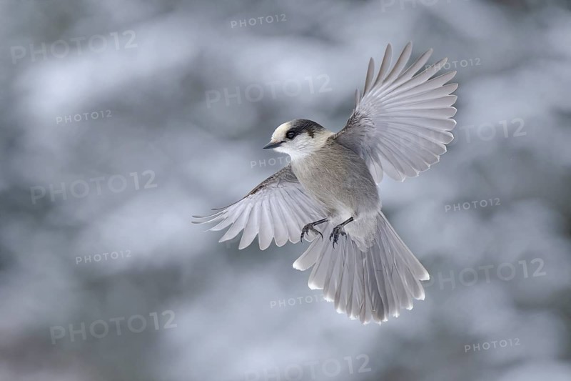 Grey Jay (Perisoreus canadensis) flying, Alaska, USA