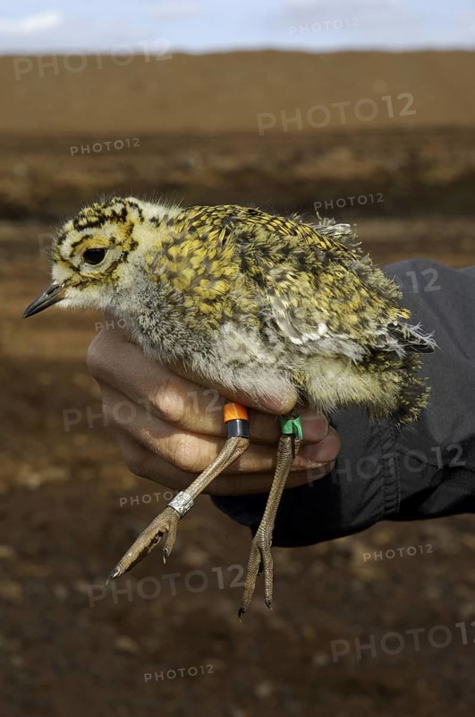 European Golden Plover (Pluvialis apricaria) juvenile, Lower Saxony, Germany