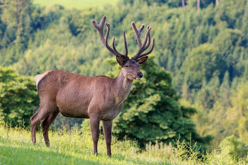 A red deer stag (Cervus elaphus) with its velvet antlers stands in a green meadow in hilly terrain. A forest can be seen in the background. Bavaria, Germany