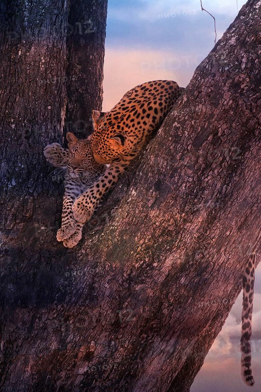 Leopard, with young, 6 months, old, Panthera pardus, Botswana, Botswana, Botswana