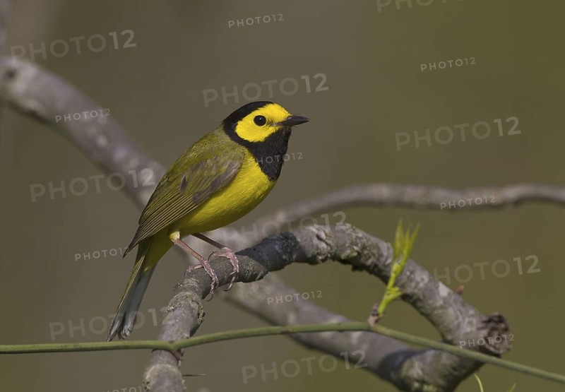 Hooded Warbler (Setophaga citrina) male, Ohio, USA
