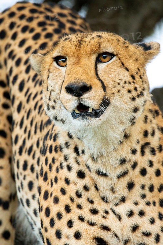 A vivid close-up of a cheetah's head, highlighting its intense gaze and dotted fur, set against a blurred savannah background