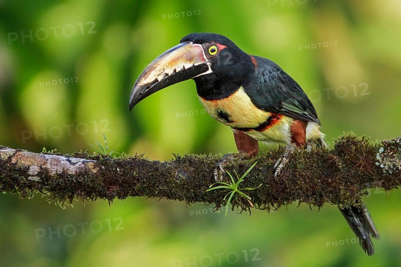 Collared Aracari (Pteroglossus torquatus) perched on a branch in Costa Rica