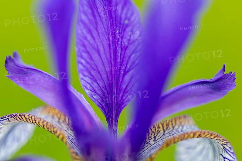 Siberian iris (Iris sibirica), Iris family (Iridaceae), Eriskircher Ried, Baden-Württemberg, Baden-Württemberg, Germany