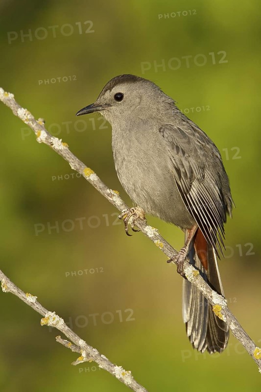 Grey Catbird (Dumetella carolinensis), Manitoba, Canada