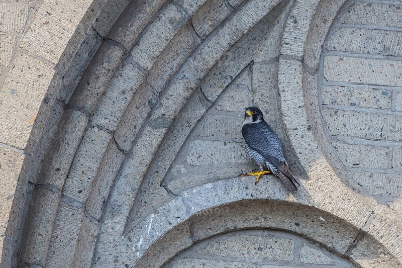 Peregrine Falcon (Falco peregrinus) perched on church masonry, North Rhine-Westfalia, Germany