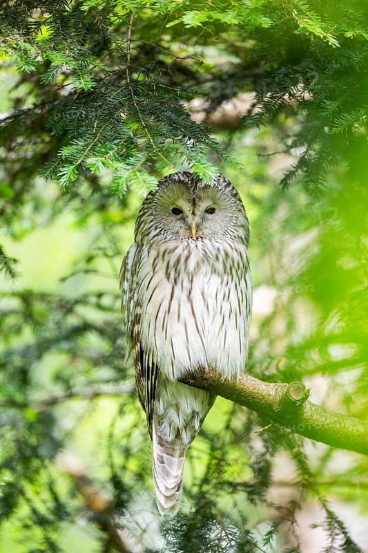 Ural owl (Strix uralensis) sitting on a branch, Bavaria, Germany