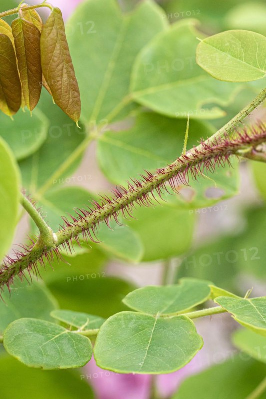 Bristly Robinia (Robinia hispida 'Macrophylla'), Cambridge Botanical Garden, 222