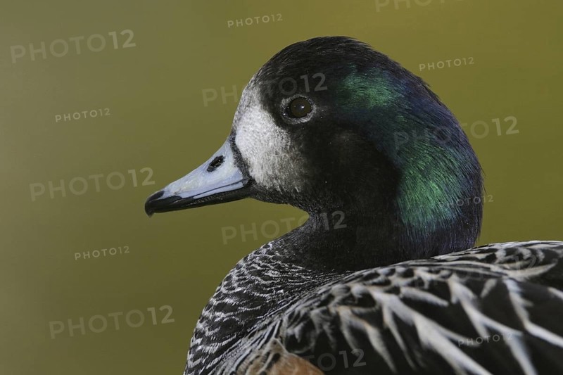 Chiloe Wigeon (Mareca sibilatrix), Florida, USA