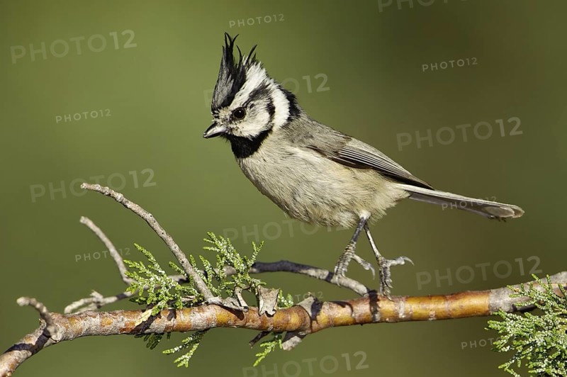 Bridled Titmouse (Baeolophus wollweberi), Arizona, USA