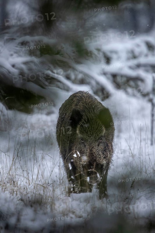 The wild boar (Sus scrofa) peers through low-hanging spruce branches with its head lowered towards the photographer, early winter, winter, snow, cold, mating season, November, Denmark