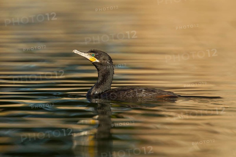 Neotropic Cormorant Phalacrocorax brasilianus Tucson, Arizona, United States 18 January Adult swimming. Phalacrocoracidae
