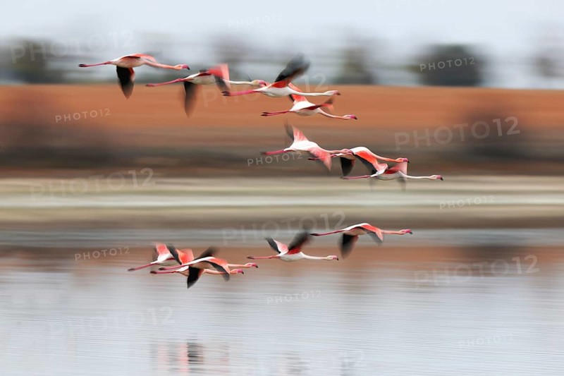 A flock of pink flamingos gracefully flies over a serene body of water, their reflections visible on the surface. The blurred background provides a sense of motion and freedom