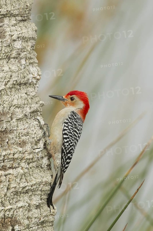 Red-bellied Woodpecker (Melanerpes carolinus) male climbing up tree, Florida, USA