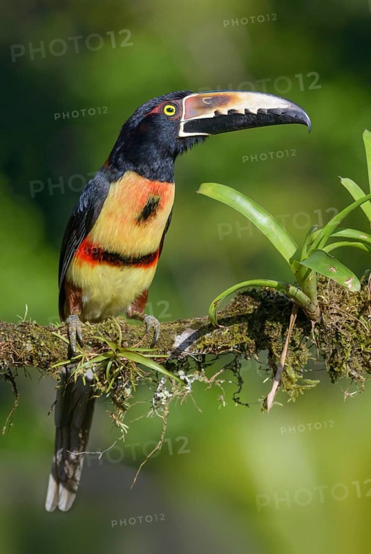 Collared Aracari (Pteroglossus torquatus) - at Laguna Lagarto Lodge near Boca Tapada, Costa Rica