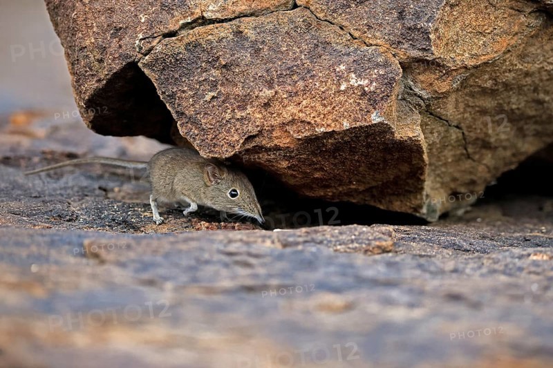 Short-eared Trunked Shrew (Macroscelides probosideus), Short-eared Elephant Shrew, Short-eared Trunked Shrew, adult, foraging, vigilant, rocks, Mountain Zebra National Park, Eastern Cape, South Africa