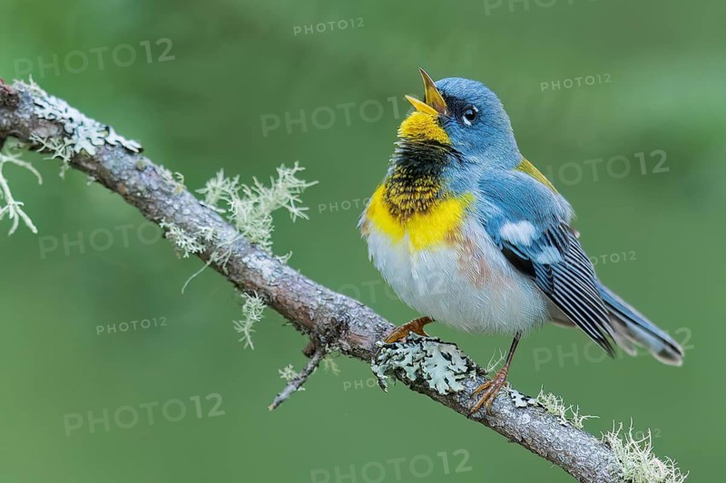 Northern Parula (Setophaga americana) perched on a branch in Ontario, Canada