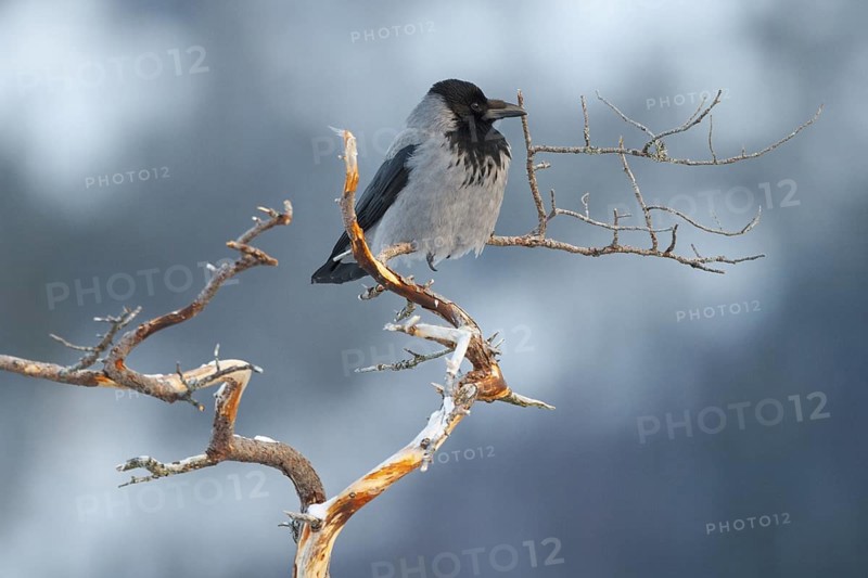 Hooded Crow (Corvus cornix), Norway