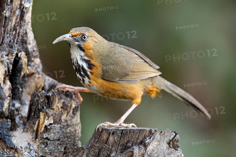 Black-streaked Scimitar Babbler (Pomatorhinus gravivox), Yunnan, China