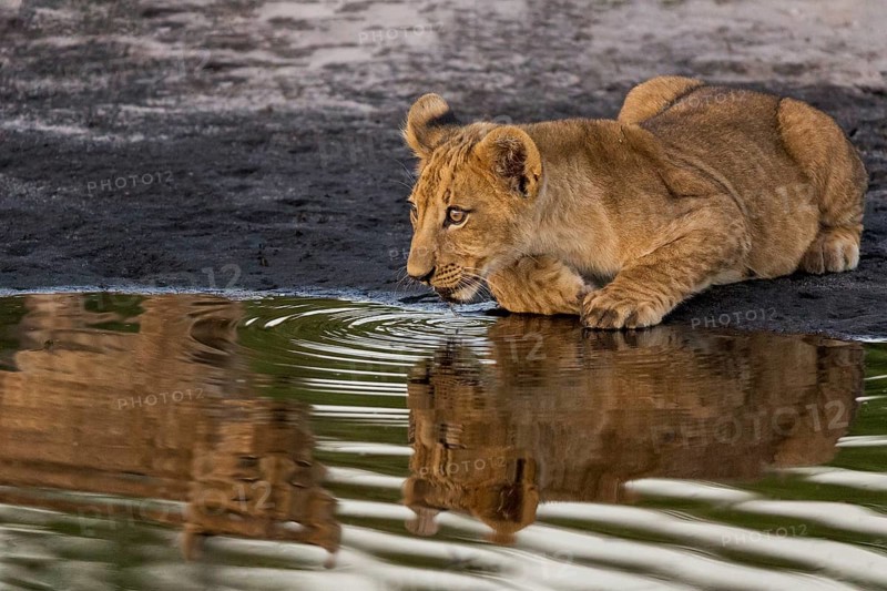 African Lion (Panthera leo) immature drinking at waterhole, Okavango Delta, Botswana