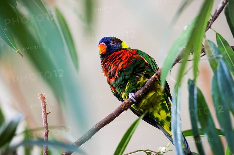Parrot, colorful, all-color lory, Trichoglossus haematodus