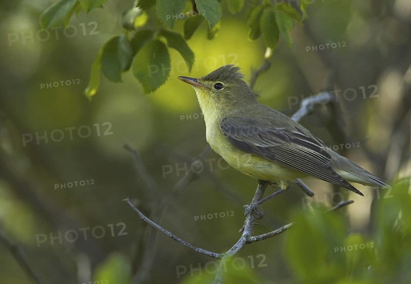 Icterine Warbler (Hippolais icterina), Mecklenburg-Western Pomerania, Germany