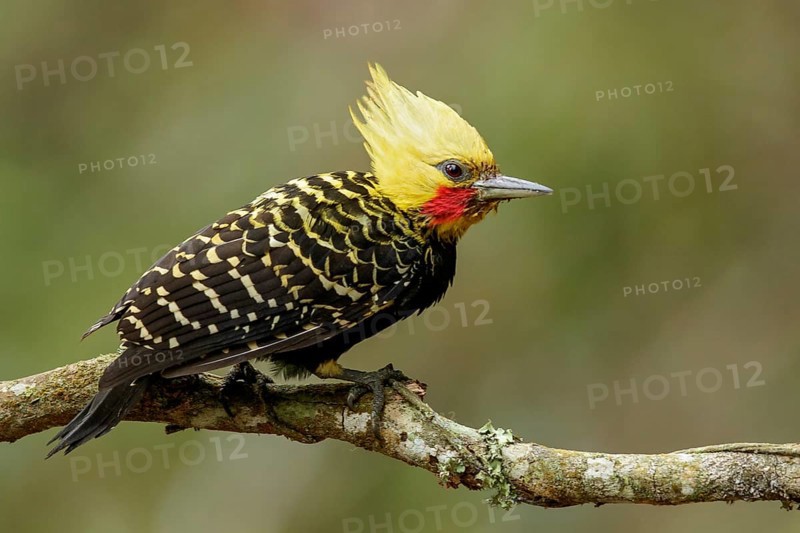 Blond-crested Woodpecker (Celeus flavescens) perched on a branch in the Atlantic Rainforest Region of Brazil