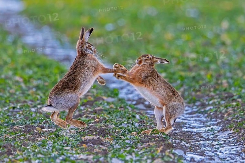 European brown hares (Lepus europaeus) female / doe boxing / fighting with male / buck in field during breeding season called March madness in winter