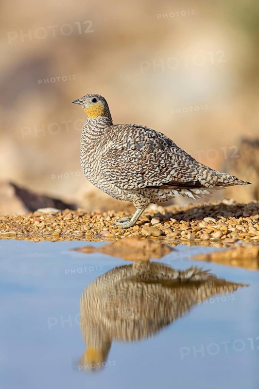 Crowned sandgrouse (Pterocles coronatus), Israel, Middle East