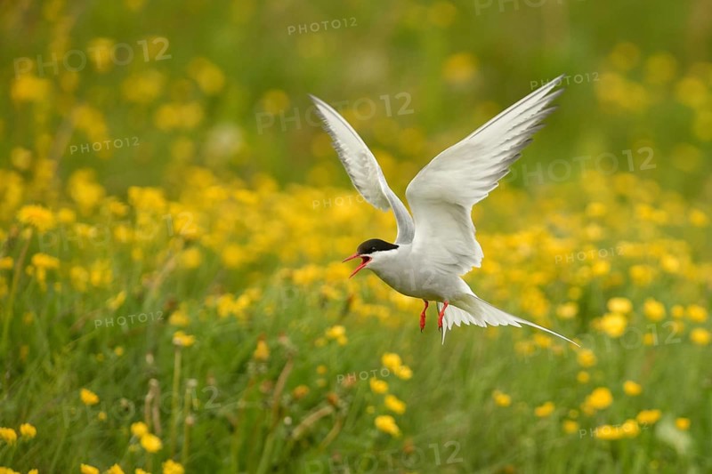 Arctic Tern (Sterna paradisaea) calling while flying over flowering meadow, Iceland